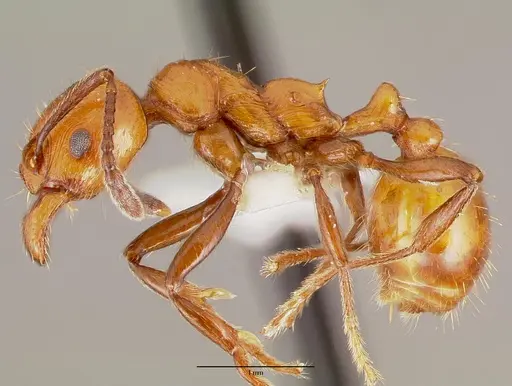 Huberia striata specimen