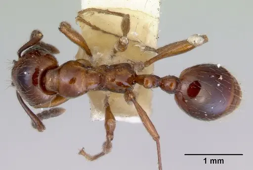 Huberia striata - CASENT0172284