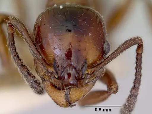 Huberia striata - CASENT0172284