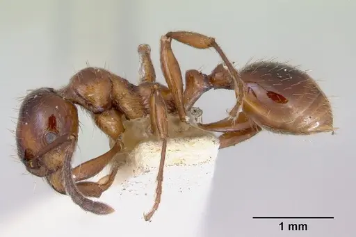 Huberia striata - CASENT0172284