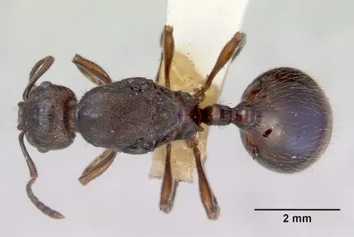 Huberia striata - CASENT0172285