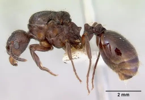 Huberia striata - CASENT0172285