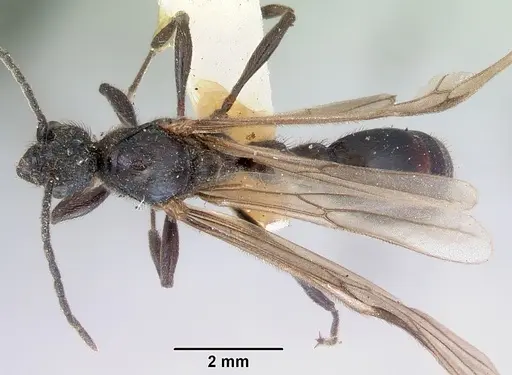 Huberia striata - CASENT0172286