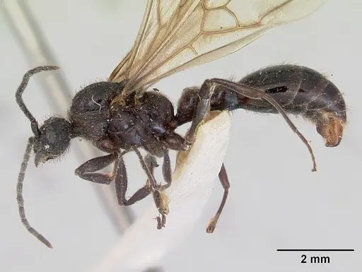 Huberia striata - CASENT0172286