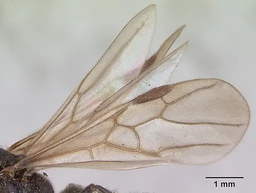 Huberia striata - CASENT0172286