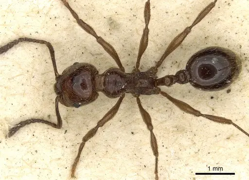 Huberia striata - CASENT0901012