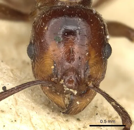 Huberia striata - CASENT0901012