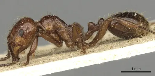 Huberia striata - CASENT0901012