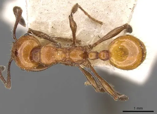 Huberia striata - CASENT0908669