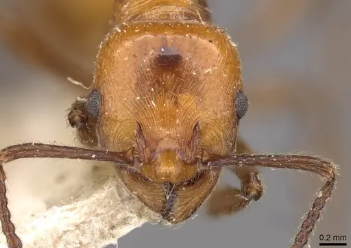 Huberia striata - CASENT0908669