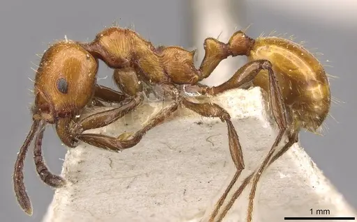 Huberia striata - CASENT0908669