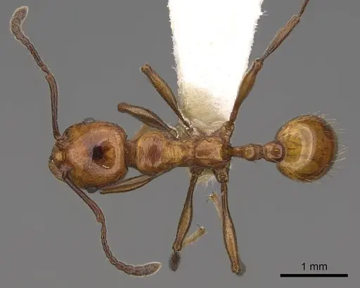 Huberia striata - CASENT0923013