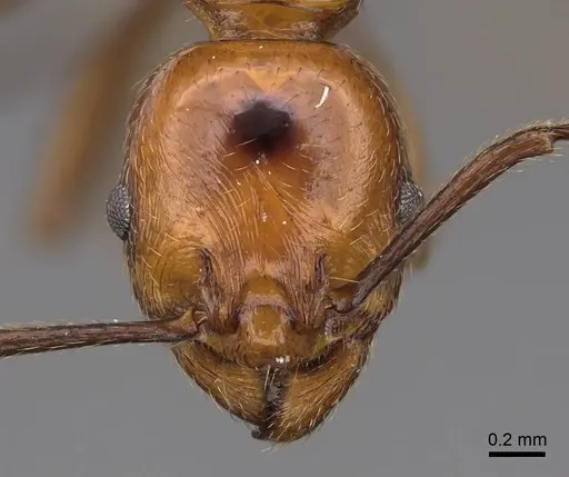 Huberia striata - CASENT0923013