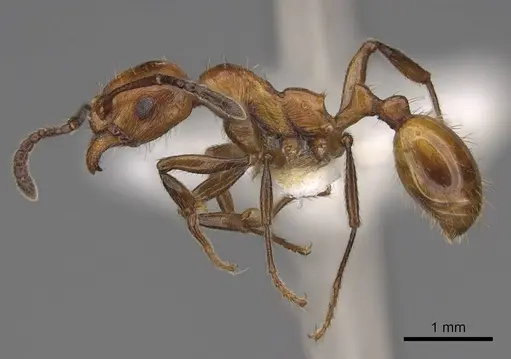 Huberia striata - CASENT0923013