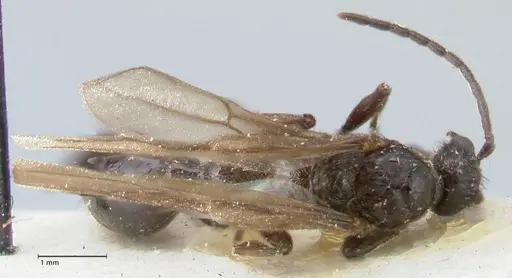 Huberia striata - FOCOL1677