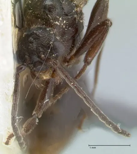 Huberia striata - FOCOL1677