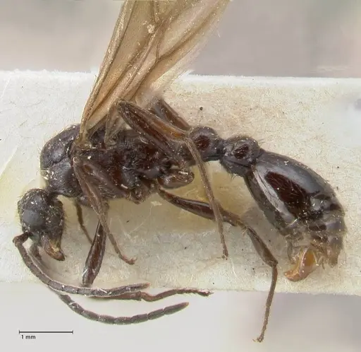 Huberia striata - FOCOL1677