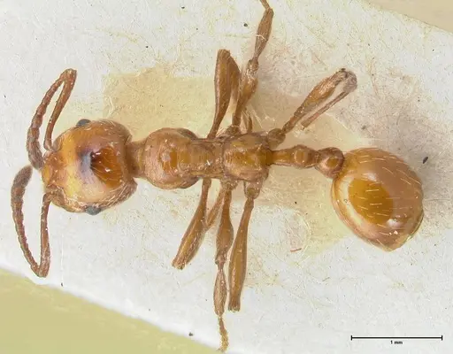 Huberia striata - FOCOL1678