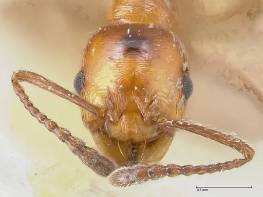 Huberia striata - FOCOL1678