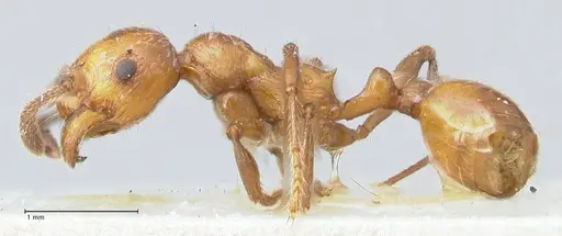 Huberia striata - FOCOL1678