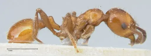 Huberia striata - FOCOL1678