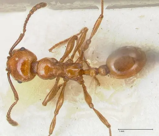 Huberia striata - FOCOL1679