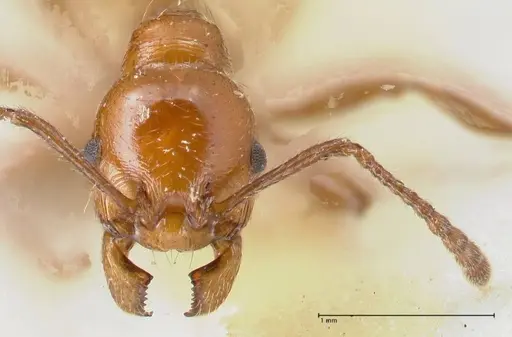 Huberia striata - FOCOL1679