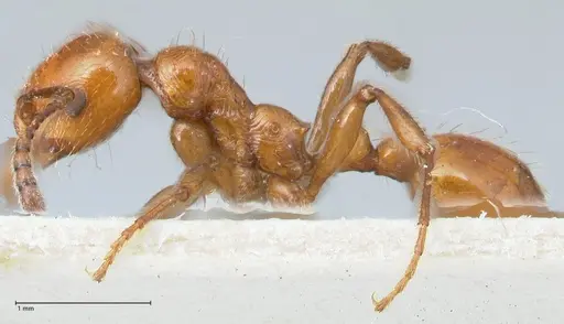 Huberia striata - FOCOL1679