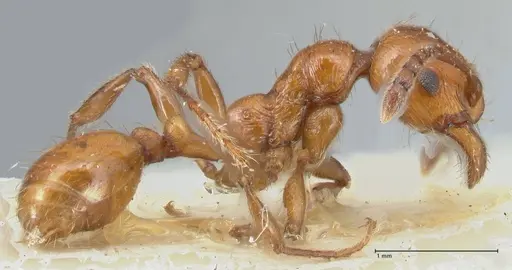 Huberia striata - FOCOL1679