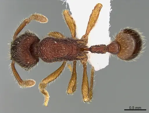 Hylomyrma adelae specimen