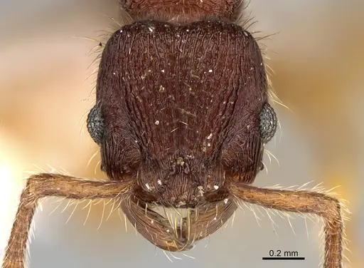 Hylomyrma adelae specimen