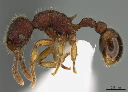 Hylomyrma adelae specimen