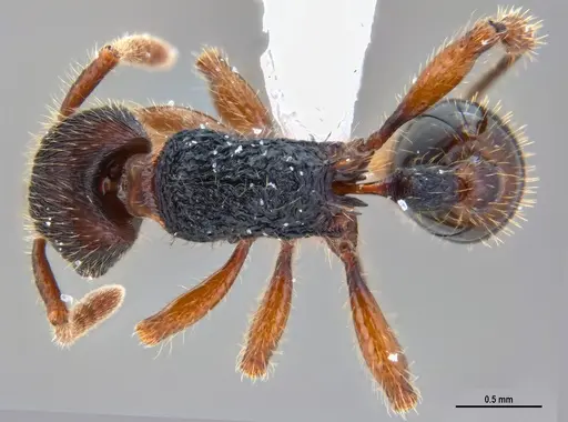 Hylomyrma balzani specimen