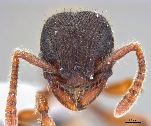 Hylomyrma balzani specimen