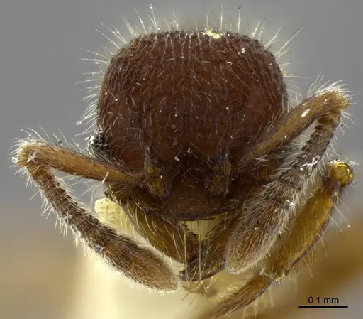Hylomyrma blandiens specimen