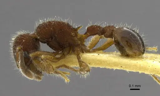 Hylomyrma blandiens specimen