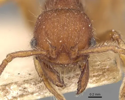 Hylomyrma columbica specimen