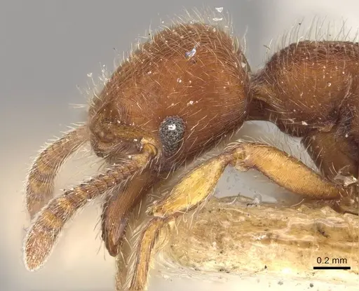 Hylomyrma columbica specimen