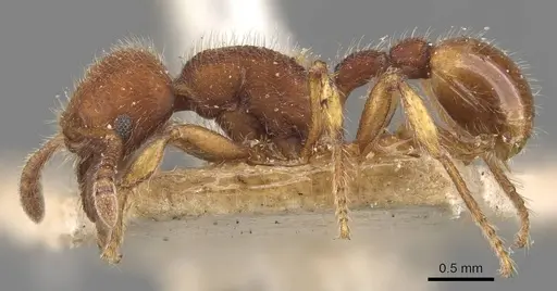 Hylomyrma columbica - CASENT0907676