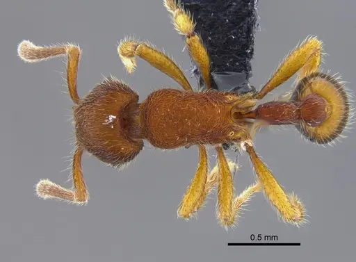 Hylomyrma columbica - CBUMAGENT41872