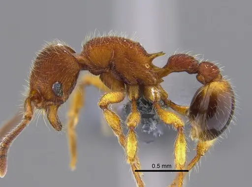 Hylomyrma columbica - CBUMAGENT41872