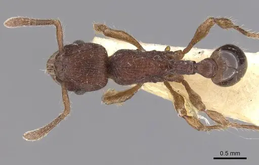 Hylomyrma dentiloba specimen