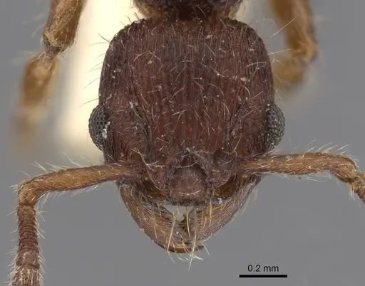 Hylomyrma dentiloba specimen