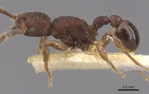 Hylomyrma dentiloba specimen