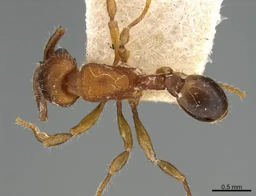 Hylomyrma dentiloba - CASENT0923620