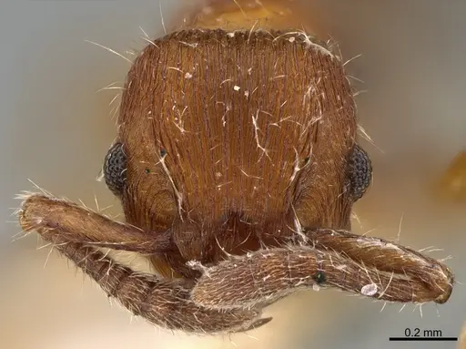 Hylomyrma dentiloba - CASENT0923620