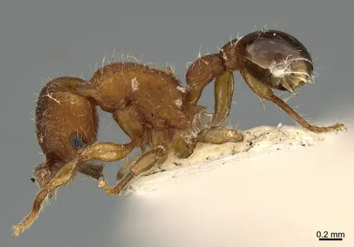 Hylomyrma dentiloba - CASENT0923620