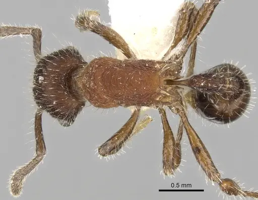 Hylomyrma dolichops specimen