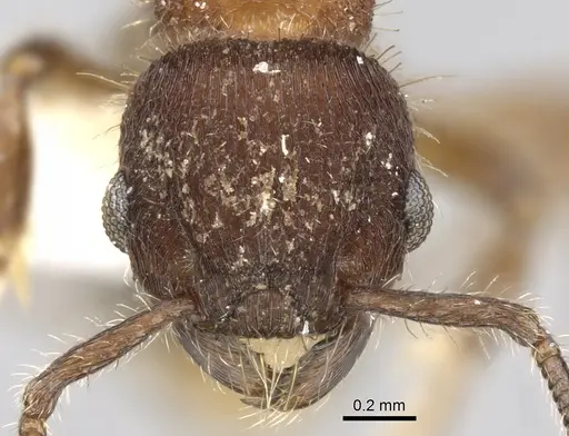 Hylomyrma dolichops specimen