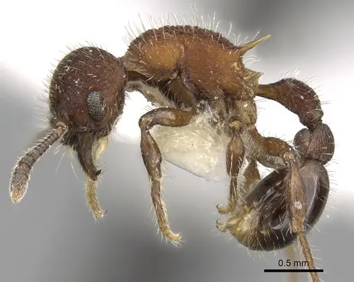 Hylomyrma dolichops specimen